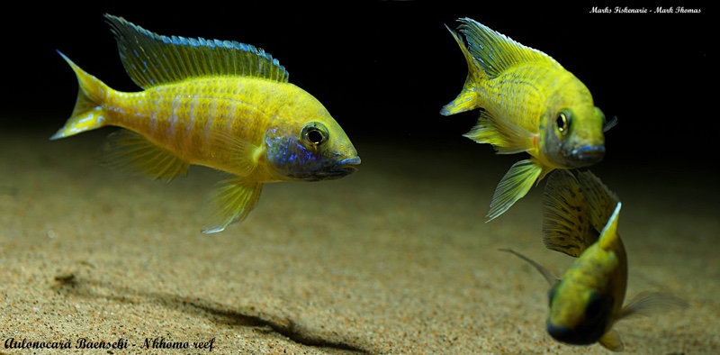 Aulonocara baenschi 'Nkhomo Reef'